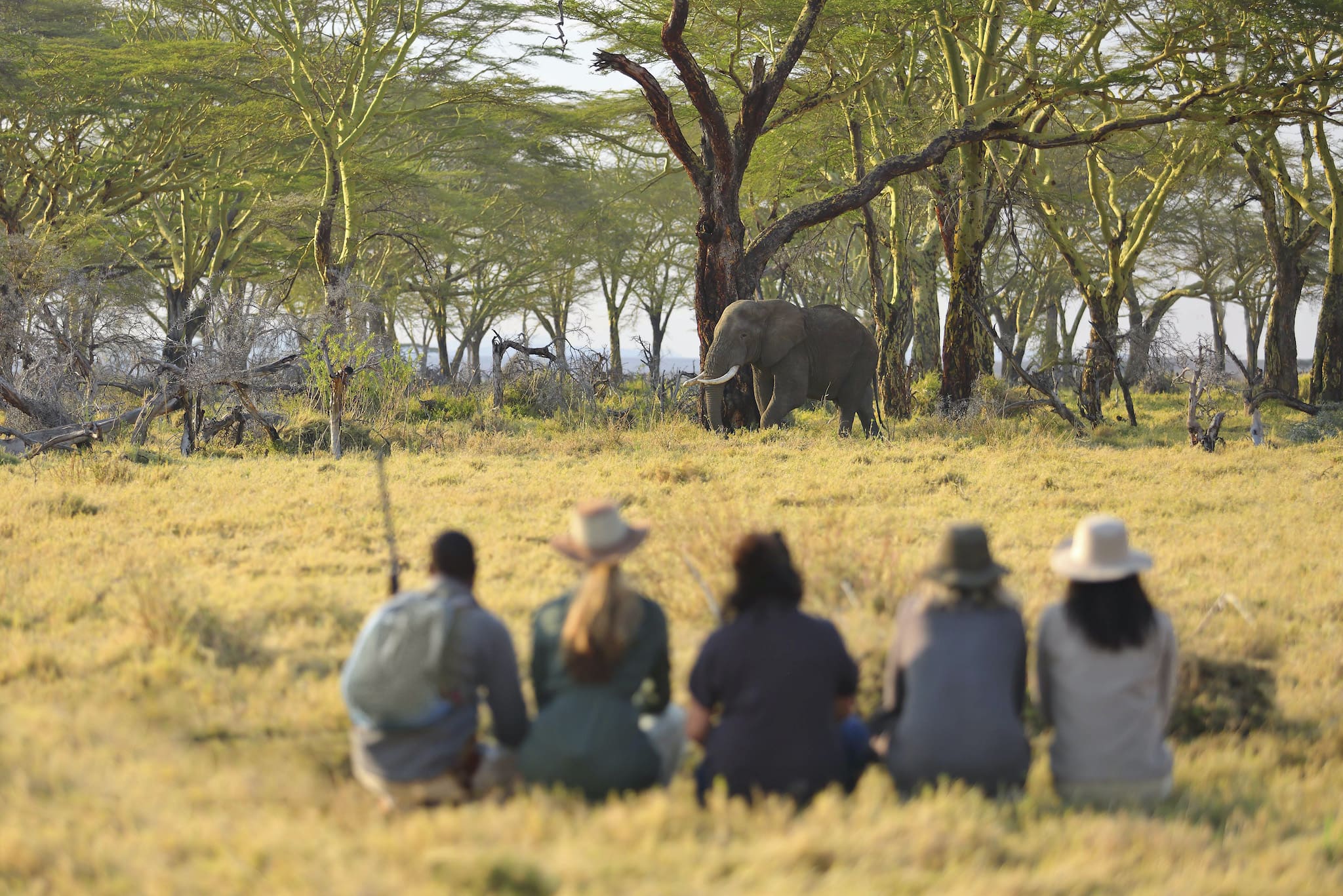 Walking safaris in Africa